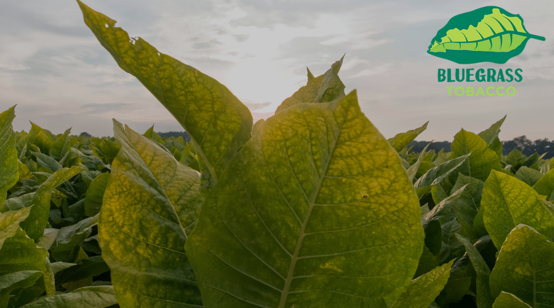 Breaking Down The Differences Between Grabba and Fronto Leaves