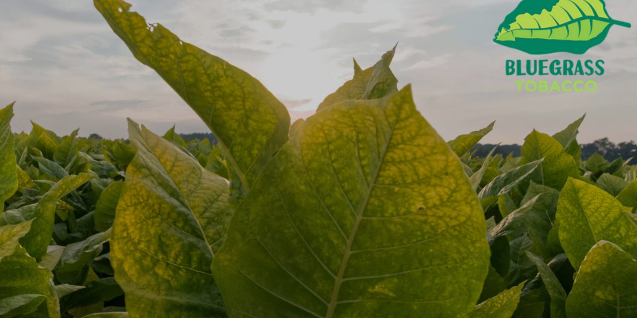 Breaking Down The Differences Between Grabba and Fronto Leaves