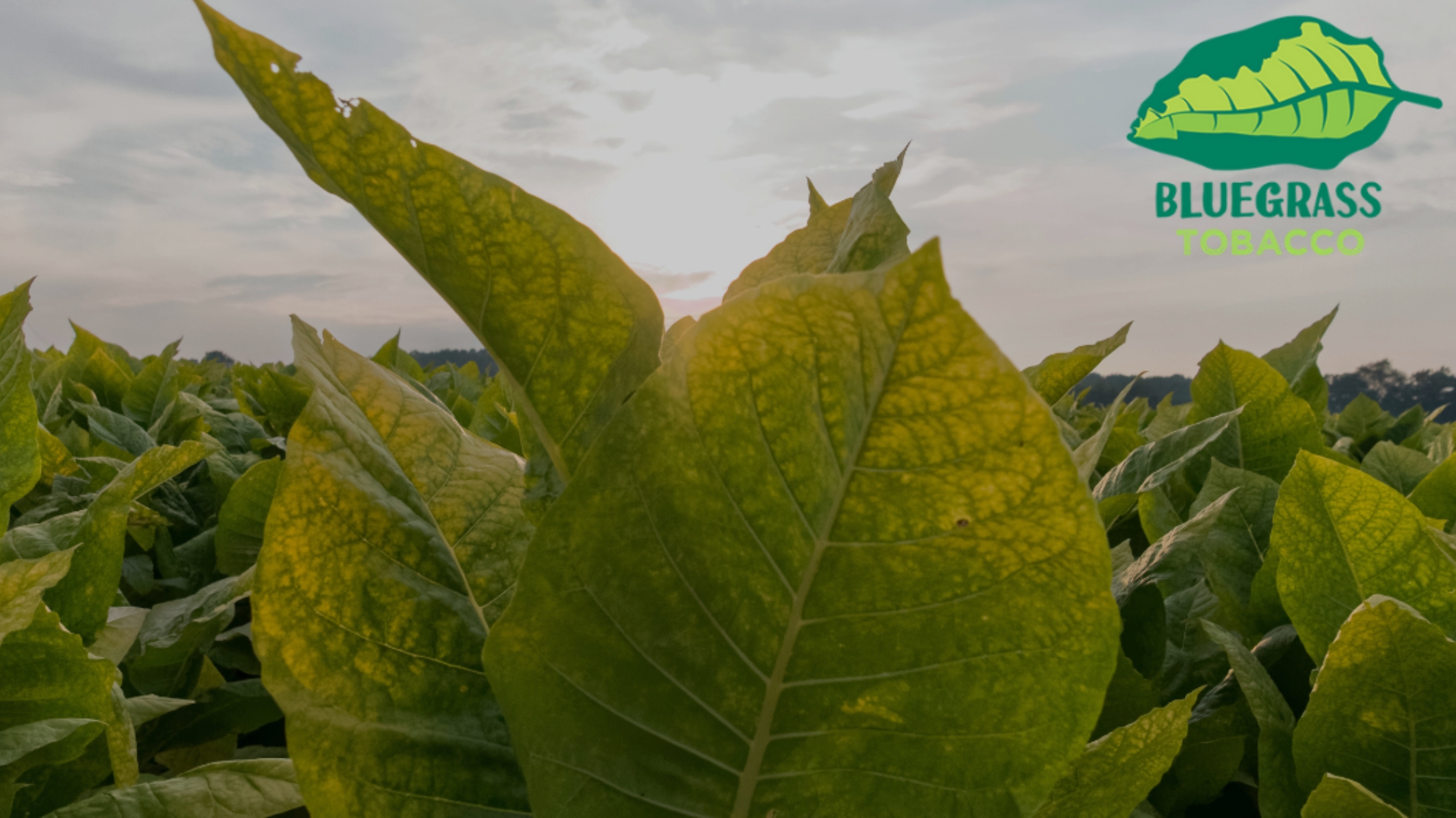 Everything About Grabba & Fronto Leaves