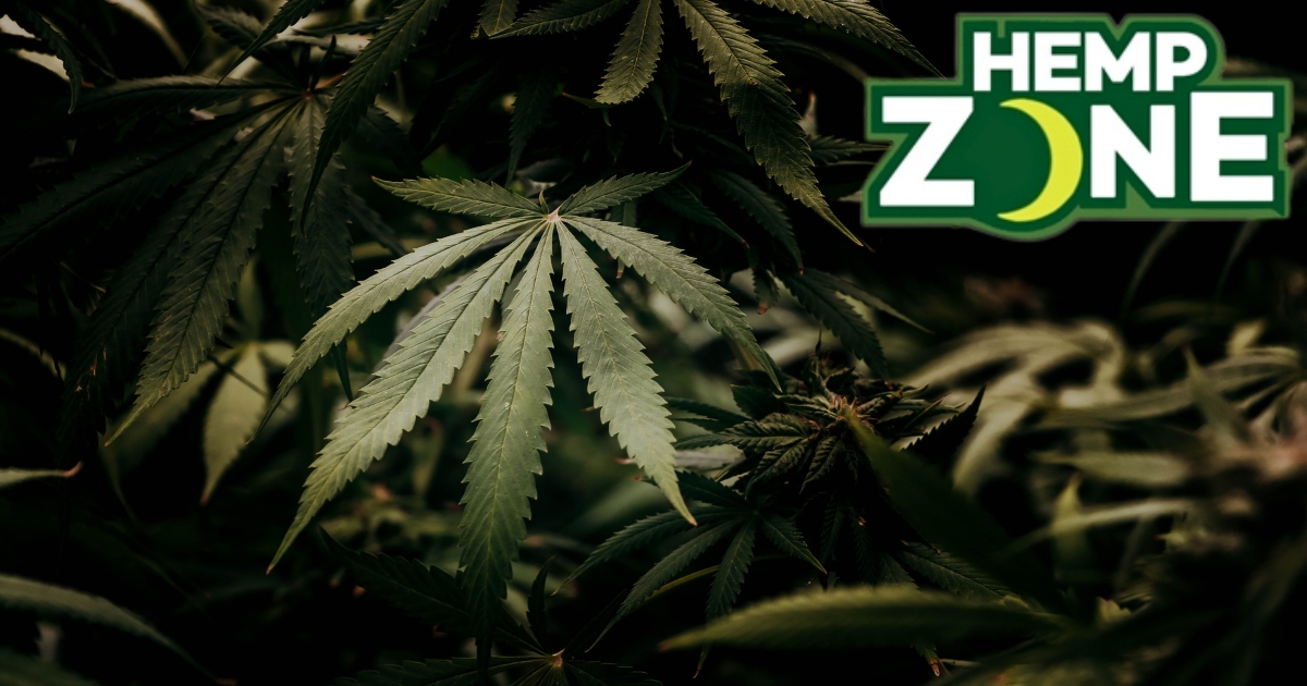 12 Best Hemp Zone Wrap Flavors, Smoked & Ranked